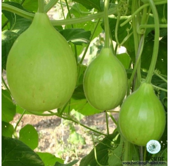 Hạt giống quả bầu tròn (Lagenaria siceraria)