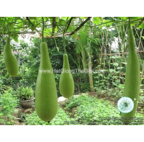 Hạt giống bầu xị lai 