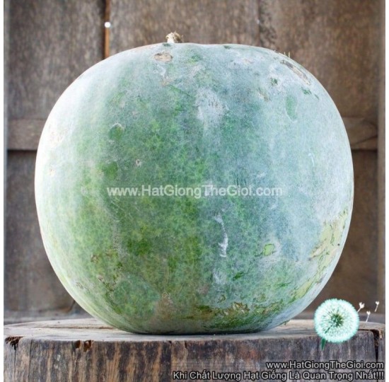Hạt giống bí hương tròn thơm 