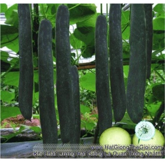 Hạt giống bí đao xanh trái dài (Cucurbitaceae)