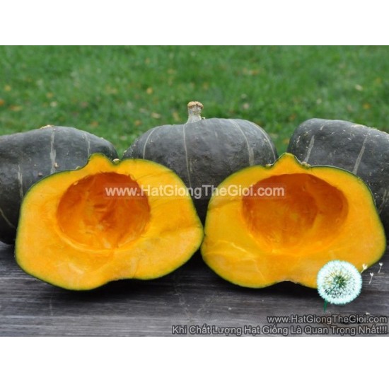 Hạt giống bí đỏ Ngon Anh Quốc