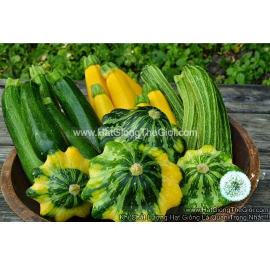 Hạt giống quả Bí Ngòi Mix USA