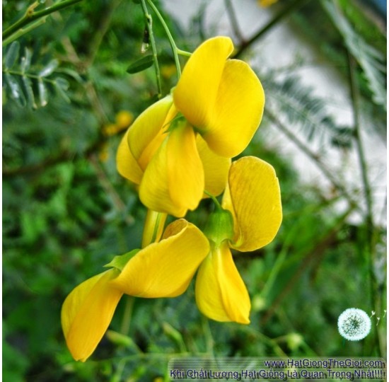 Hạt giống bông điên điển Miền Tây (Sesbania sesban)