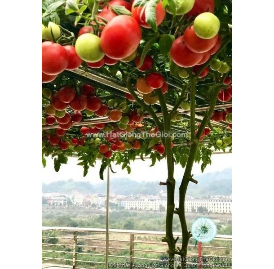 Hạt giống Cà chua bạch tuột Kokhava F1