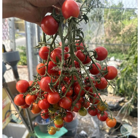 Hạt giống quả cà chua  Bi X130