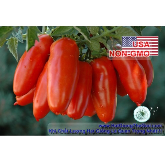 Hạt giống Cà Chua Cherry Dài SanMazano