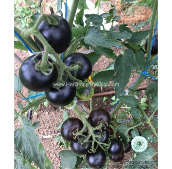 Hạt giống Cà chua Cherry siêu đen lai F1 ngon ngọt 