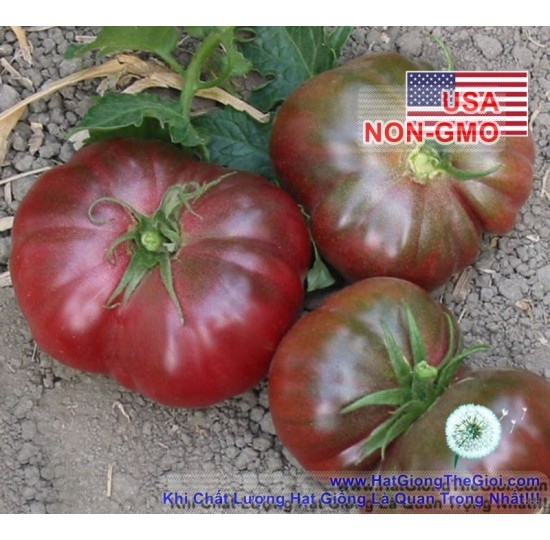 Hạt giống Cà chua Đặc Sản Đen Chịu Hạn Calabash (Solanum Lycopersicum)