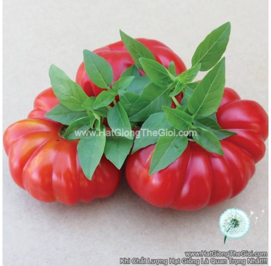 Hạt giống cà chua Quả Bí Floren (Solanum lycopersicum)
