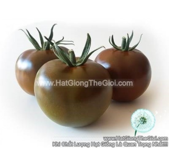 Hạt giống Cà chua socola quả to trái ngọt khổng lồ nhập khẩu F1 