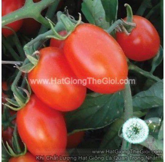 Hạt giống Trái Cây F1 CHỊU NHIỆT Brix10