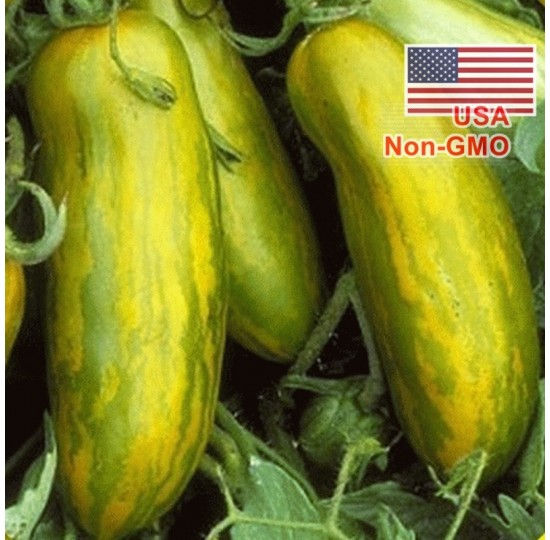 Hạt giống Cà Chua Xúc Xích Xanh (Solanum lycopersicum)