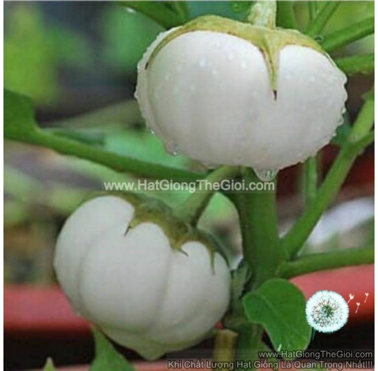 Hạt giống Cà Dĩa Trắng To 200Gr