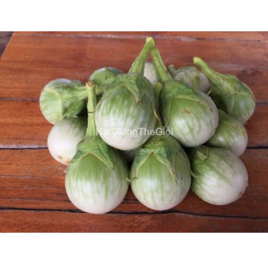 Hạt giống cà Cà Pháo Thái Lan (Solanum macrocarpon)