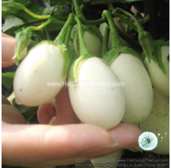 Hạt giống Cà pháo trắng sao trái chùm 