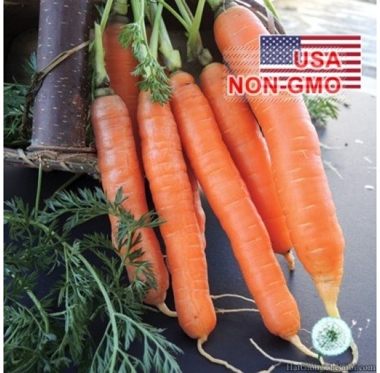 Hạt giống cà rốt Không Lõi Nelson (Daucus carota subsp. Sativus)