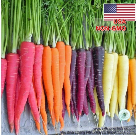 Hạt giống Cà Rốt Nhiều Màu (Daucus carota subsp. sativus)