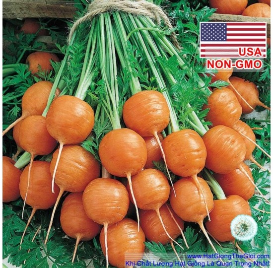 Hạt giống Cà Rốt Tròn Trồng Chậu Pháp Parisian (Daucus Carrota)