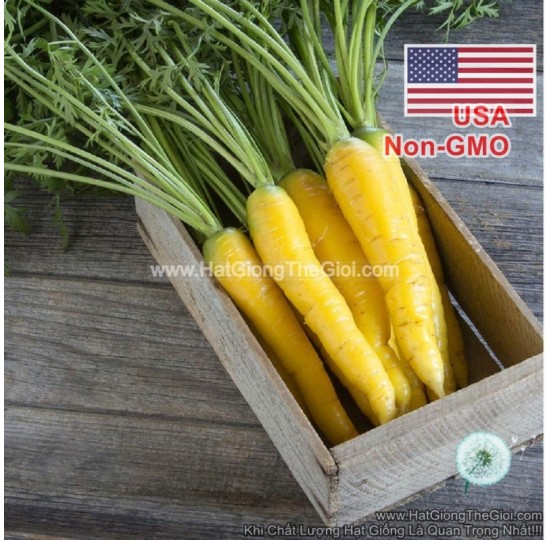 Hạt giống cà rốt vàng Gold (Daucus carota)