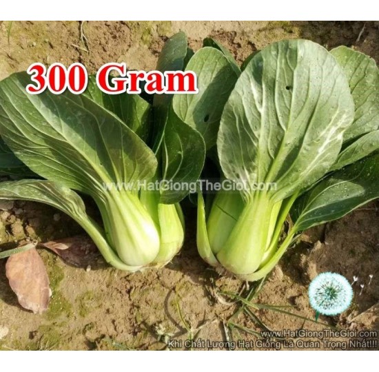 Hạt giống Cải Thìa Cọng Xanh F1 To 300Gram