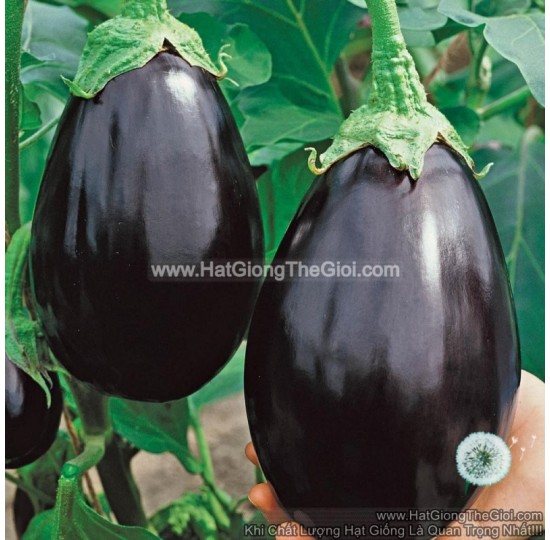 Hạt giống cà tím Trứng USA (Solanum macrocarpon)