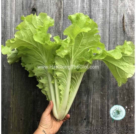 Hạt giống Cải Bẹ Dún Nhật Bekana