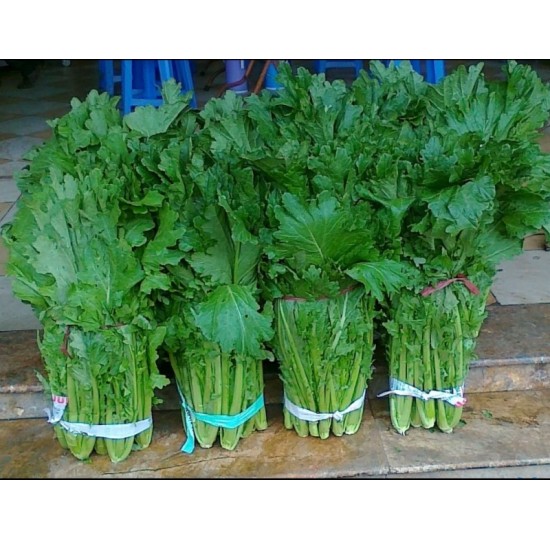 Hạt giống rau Cải mèo Hà Giang 