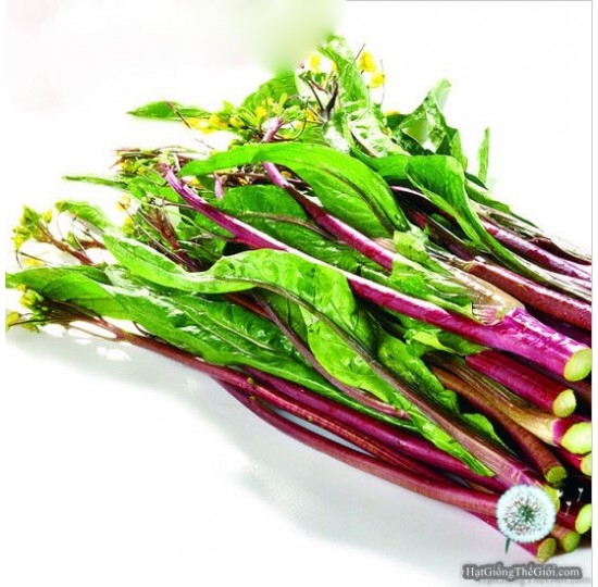Hạt Giống Cải Ngồng Đỏ (Brassica juncea).