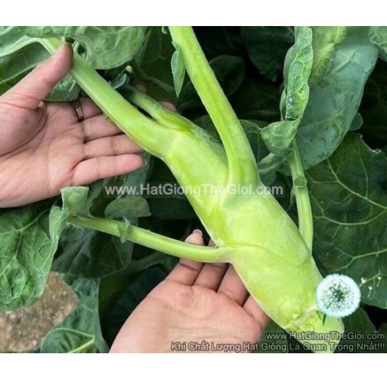 Hạt giống Cải Rổ Thân Siêu Mập