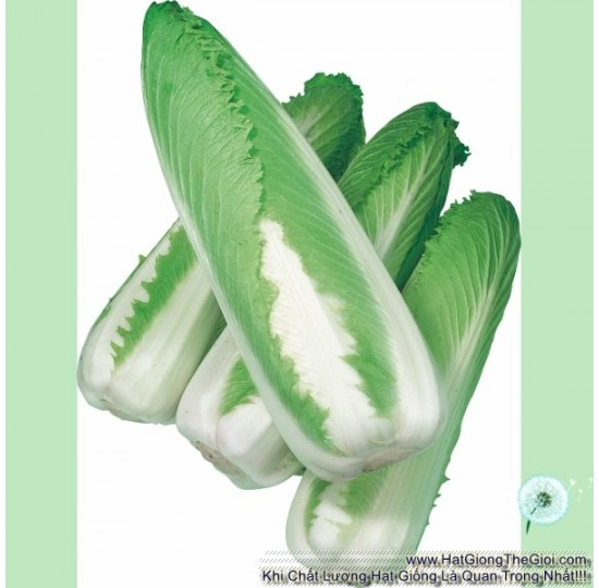 Hạt giống cải thảo Nhật Rocket (Brassica rapa var. pekinensis)