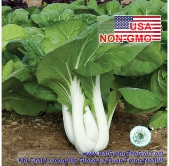 Hạt giống cải Chịu Nhiệt 1kg Joi Choi (Brassica rapa Chinensis)