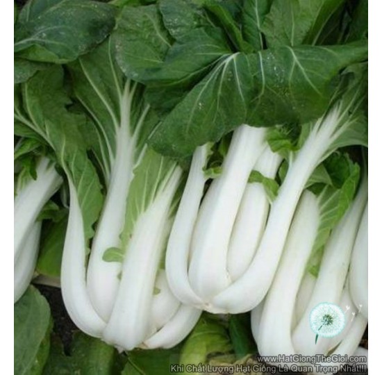Hạt giống cải bẹ trắng (Brassica)