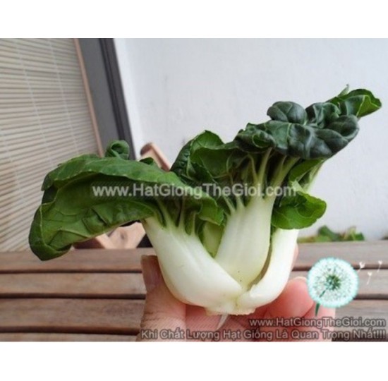 Hạt giống cải thìa Trắng Baby 5cm