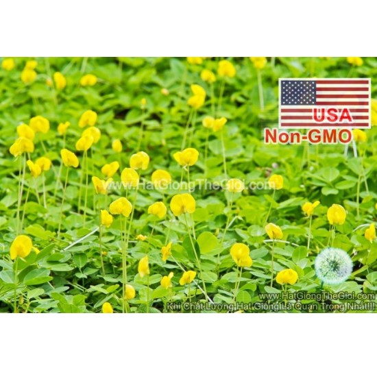 Hạt giống Cỏ Lạc Đậu Phộng Lùn Sống Lâu Năm