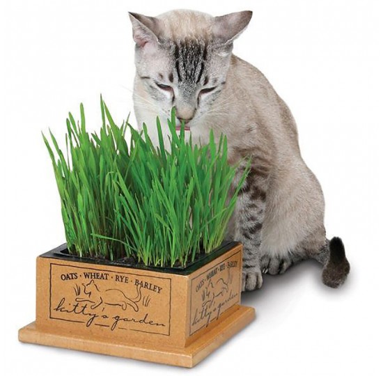 Hạt giống Catnip Cỏ Mèo
