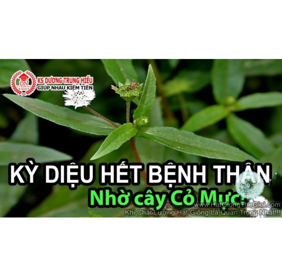 Hạt giống Cỏ Mực Nhọ Nồi Trị Nhiều Bệnh (Eclipta prostrata L.)