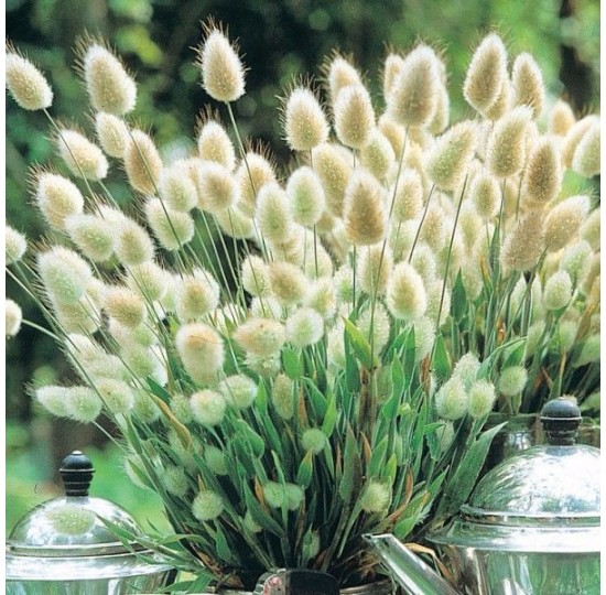 Hạt giống Cỏ Đuôi Thỏ