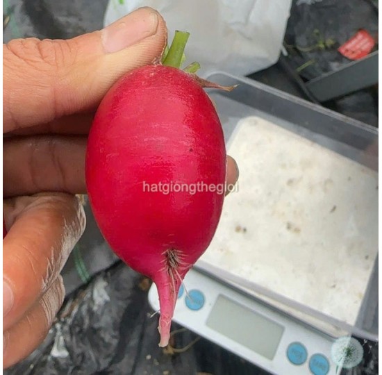 Hạt giống Củ Cải Cherry Đỏ Oval
