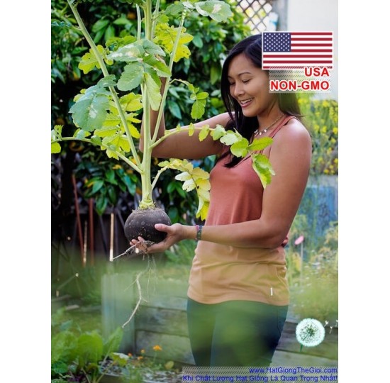 Hạt giống củ cải Đen Black Spanish Cay Cay (Raphanus sativus)