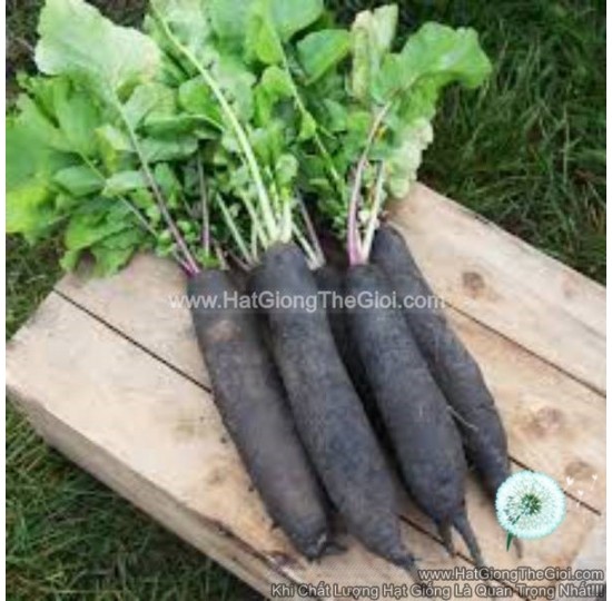 Hạt giống củ cải Đen Dài