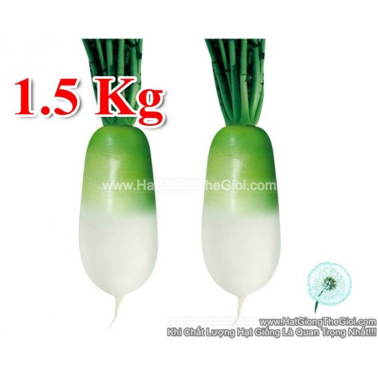 Hạt giống củ cải hàn quốc 1.5KG