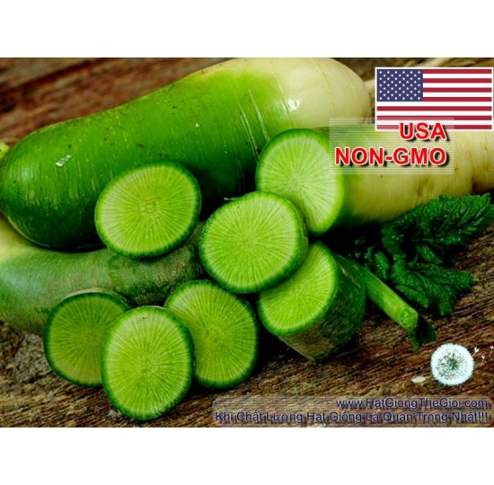 Hạt giống củ cải Xanh  KIMCHI (Raphanus sativus)