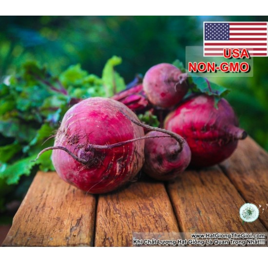 Hạt giống củ dền đỏ Detroit (Beta vulgaris)