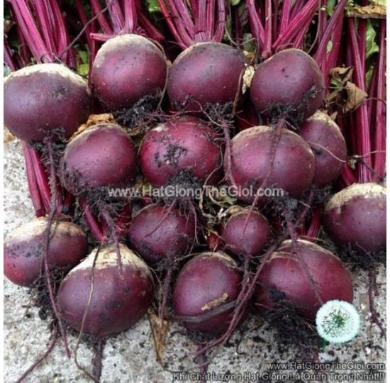 Hạt giống Củ Dền Củ To Chịu Nhiệt