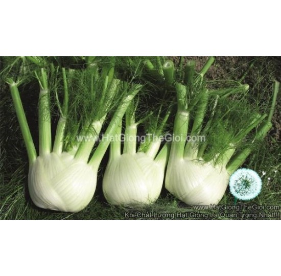 Hạt giống củ hồi Fennel Rondo F1