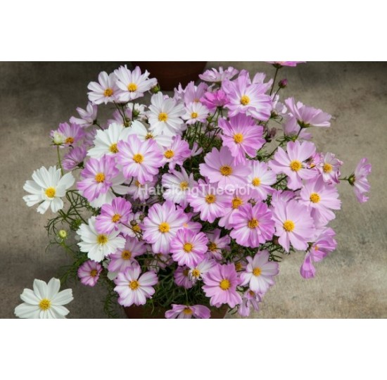Hạt giống hoa cúc sao nháy Lùn 60cm APOLLO LoveSong