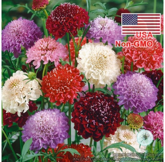 Hạt giống Hoa Cúc Tai Thỏ Cầu Lửa Scabiosa nhiều màu