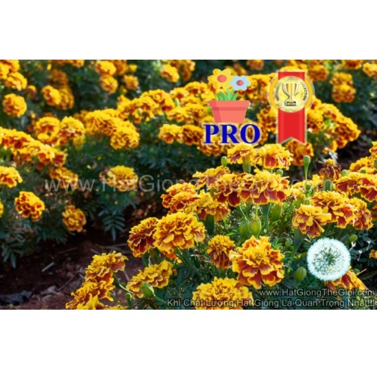 Hạt giống hoa vạn thọ F1Pro 20CM