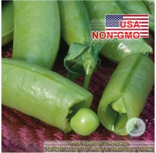 Hạt giống đậu hà lan Leo Siêu Ngon Sugar Snap (Pisum sativum)