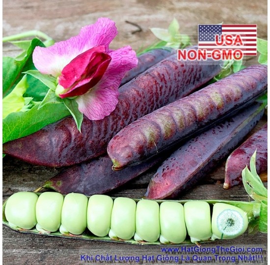 Hạt giống đậu Hà Lan Tím (Pisum sativum)